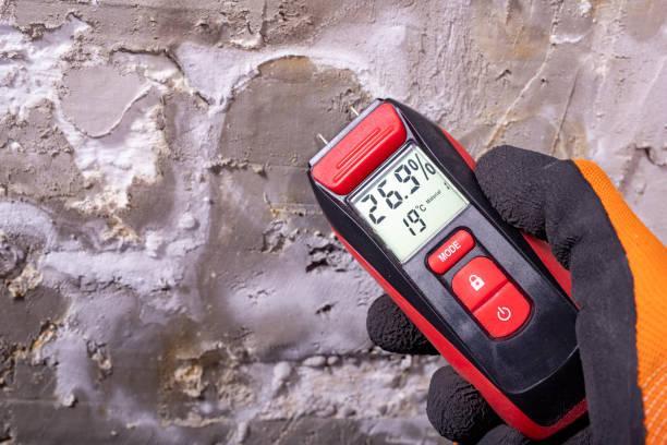 Best Mold Damage Repair  in Schleswig, IA