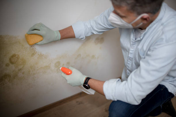 Best Toxic Mold Removal  in Schleswig, IA