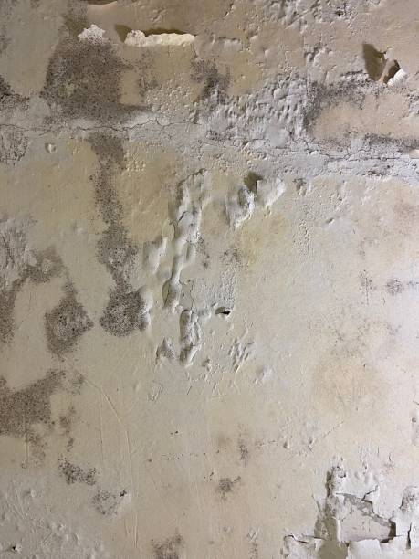 Best Office Mold Removal Services  in Schleswig, IA