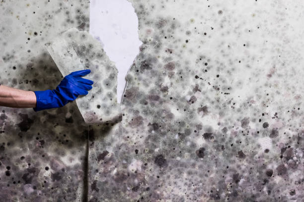Best Certified Mold Removal  in Schleswig, IA