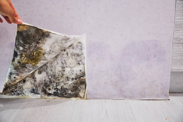 Best Local Mold Removal Service  in Schleswig, IA